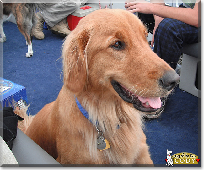 Cody, the Dog of the Day