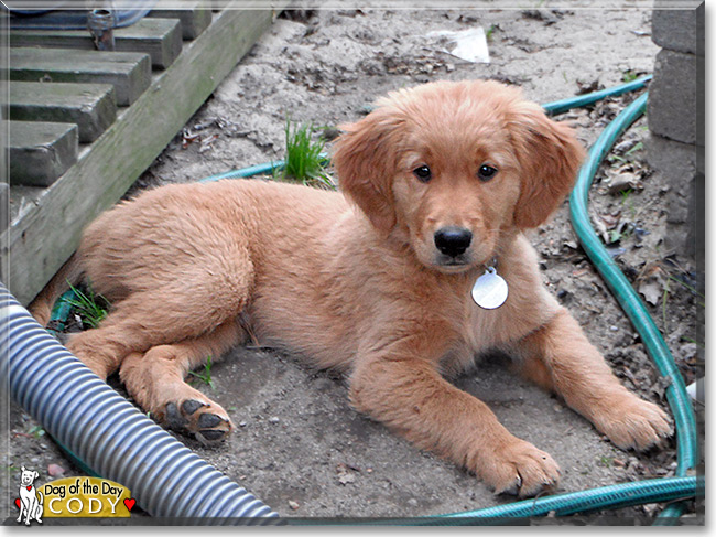 Cody, the Dog of the Day