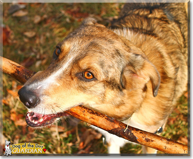 Guardian, the Dog of the Day