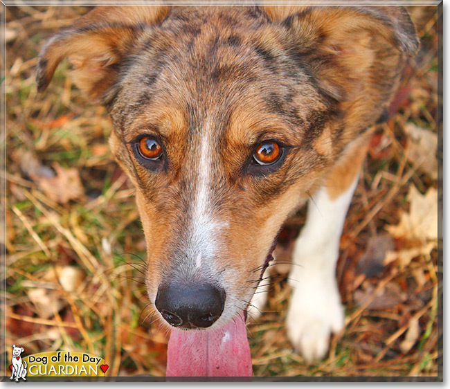 Guardian, the Dog of the Day