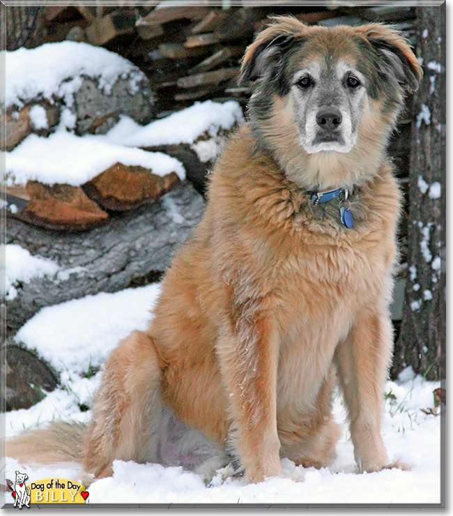 Billy, the Dog of the Day