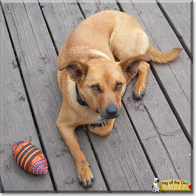 Amber, the Dog of the Day