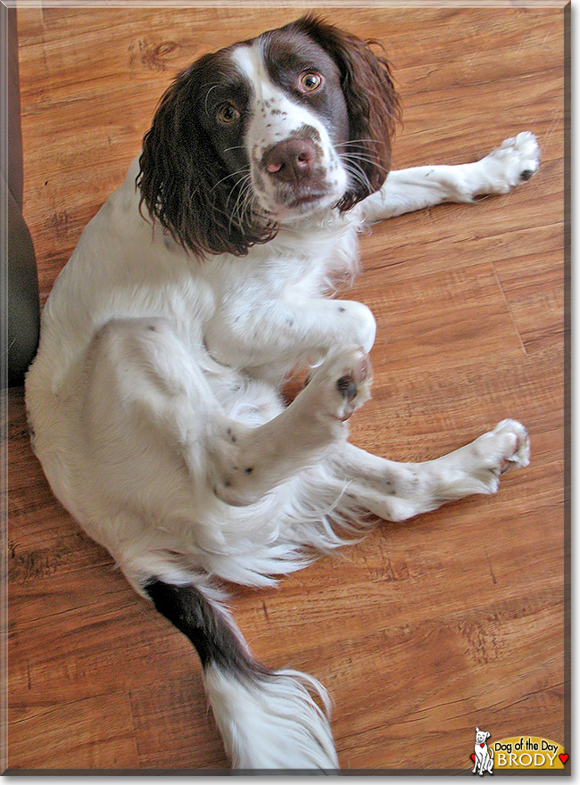 Brody, the Dog of the Day