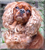 Bela the Cavalier King Charles Spaniel