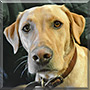 Kona the Yellow Labrador Retriever