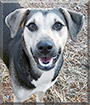 Keeper the Shepherd, Husky, Cur