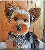 Cooper the Yorkshire Terrier