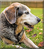 Sam the Cattle Dog, Beagle