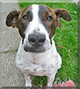 Spotty the Jack Russell Terrier, Cane Corso