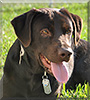 Shiloh the Chocolate Labrador Retriever