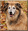 Billy the Golden Retriever mix