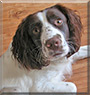 Brody the English Springer Spaniel