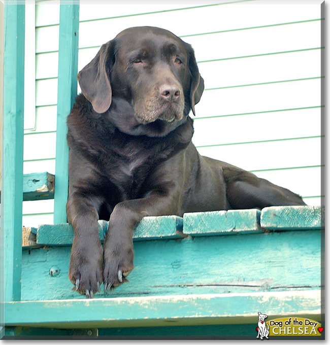 Chelsea, the Dog of the Day