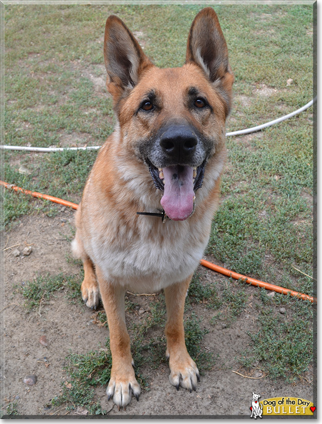 Bullet, the Dog of the Day