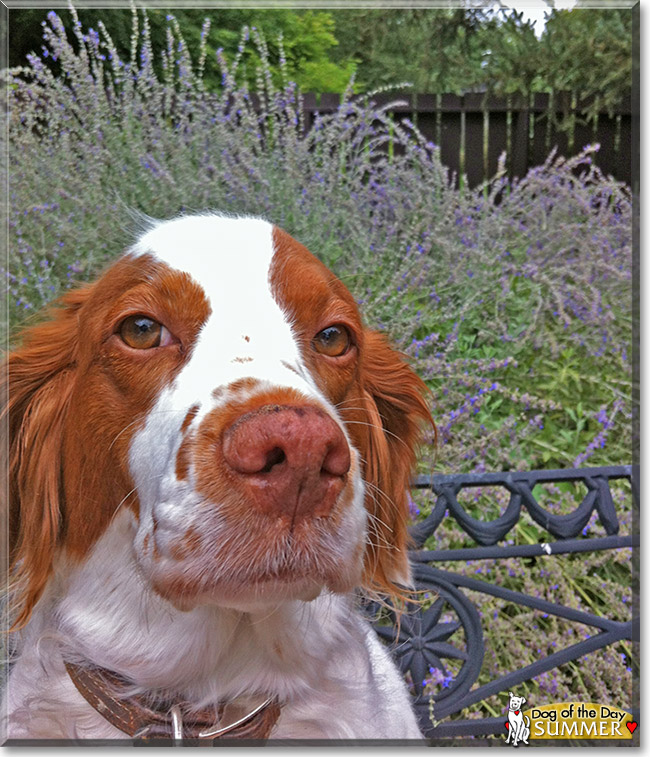 Summer, the Dog of the Day