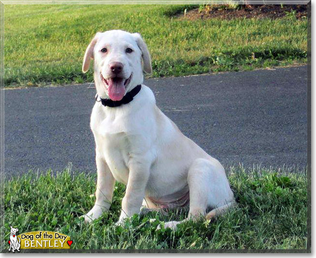 Bentley, the Dog of the Day