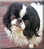 Chloe the Japanese Chin