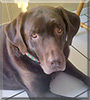 Chelsea the Chocolate Labrador