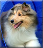 Marcas the Shetland Sheepdog