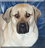 Khan the Belgian mastiff