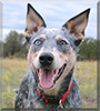 Kronos the Australian Cattle Dog