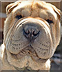 Vallan the Shar Pei