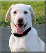 Bentley the Yellow Labrador Retriever