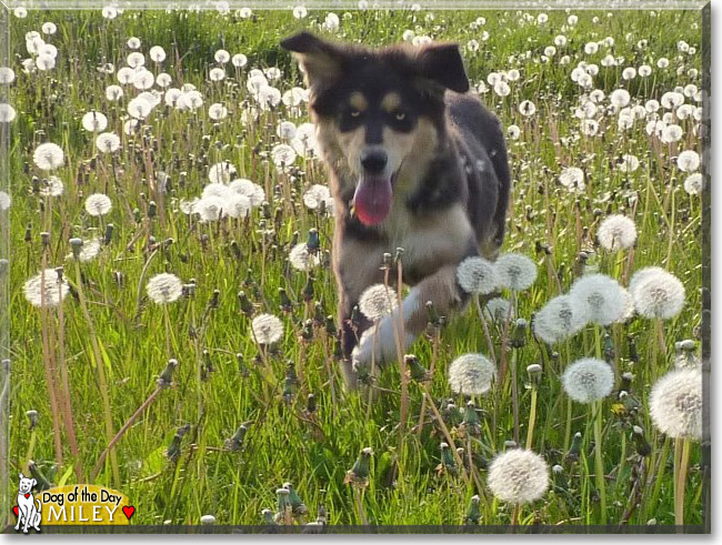 Miley, the Dog of the Day