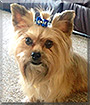 Beau Beau the Yorkshire Terrier