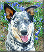 Jynxx the Blue heeler, Australian shepherd