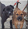 Max and Rocky the Boxer, Labrador mix