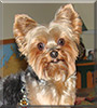 Zoey the Yorkshire Terrier