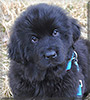 Bera the Newfoundland