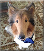 Sundar the Rough Collie