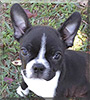 Meryl the Boston Terrier