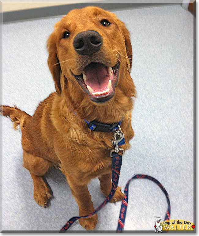 Walter, the Dog of the Day