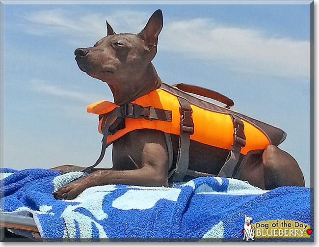 Blueberry James, the Dog of the Day