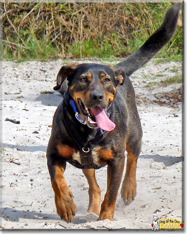 Lamar, the Dog of the Day