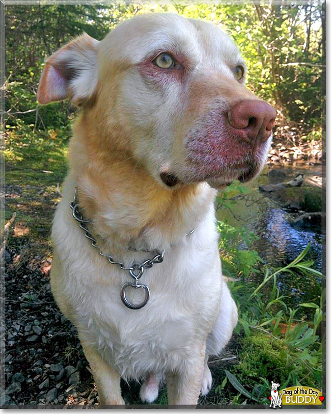 Buddy, the Dog of the Day