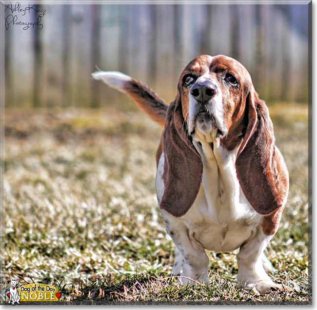 Noble, the Dog of the Day