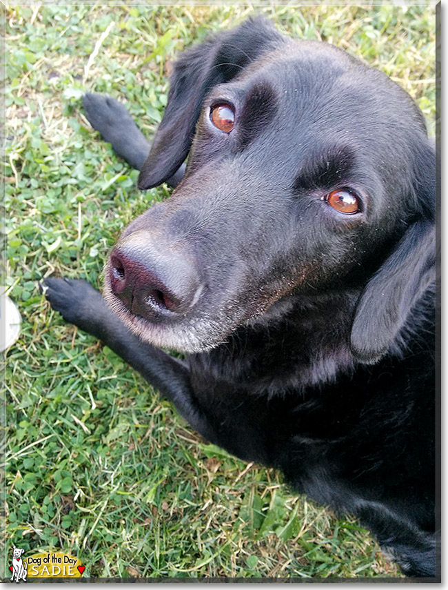 Sadie, the Dog of the Day