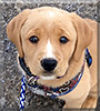 Starling the Labrador, Rottweiler, Shepherd