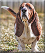 Noble the Basset Hound