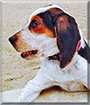 Kendle Lee the Bluetick, Treeing Walker Coonhound