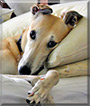 Star the Greyhound