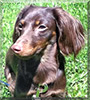 Jack the Miniature Dachshund