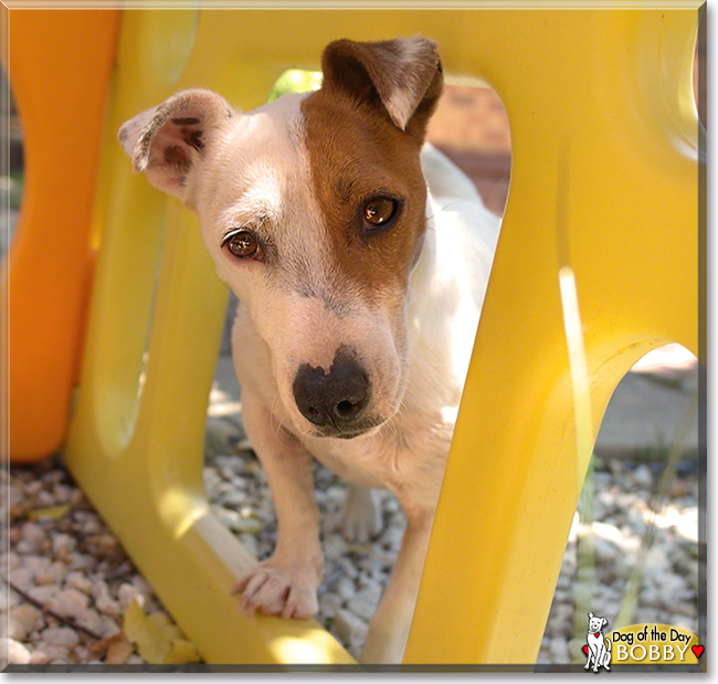 Bobby, the Dog of the Day