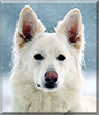 Iita the White Swiss Shepherd