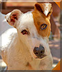 Bobby the Fox Terrier, Jack Russell Terrier