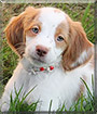 Kimber the Springer, Cocker Spaniel